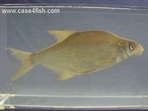 Foto Galerie/Cypriniformes/Cyprinidae/Abramis brama/Abramis brama_02_S.jpg